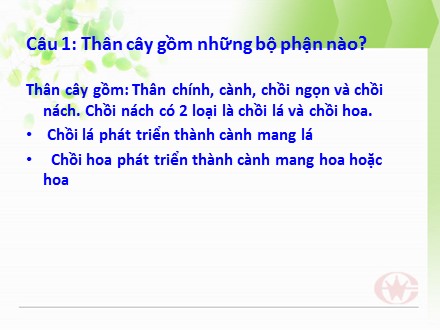 Bài giảng Sinh học Lớp 6 - Tiết 14: Thân dài ra do đâu?