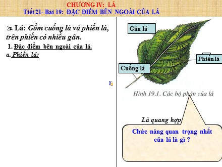 Bài giảng Sinh học Lớp 6 - Tiết 21, Bài 19: Đặc điểm bên ngoài của lá